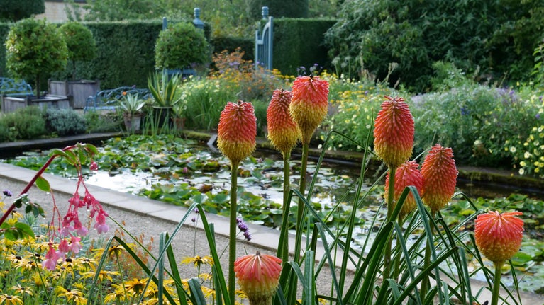 Yellow, red and pink flowers in front of a lily pond in a garden, with hedges and a blue gate in the background